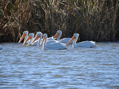 yuma pelican 3.jpg